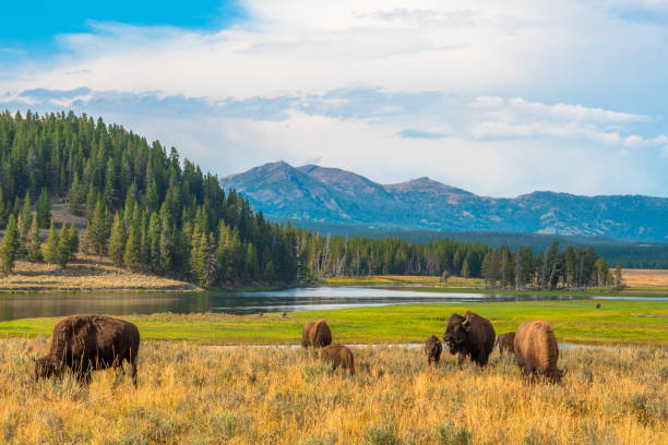 Photo prise au parc national de Yellowstone
